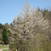 Cerisier en fleure