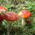 Champignons