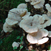 Champignons