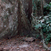 Contrefort - Gabon