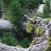 Forêt Aletsch