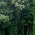Foret tropicale - Gabon