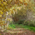 Forêt d'automne
