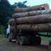 Grumier - Gabon