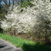 Pruneliers en fleur