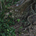 Parc national Corcovado