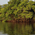 Mangrove