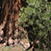 Sequoia National Park