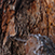 Sequoia National Park