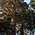 Sequoia National Park